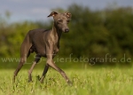 28 Windhund-Trio